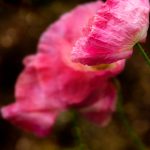 AV有哪些老熟女 cyvs1gnri6