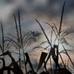 AV一碰就出奶水 fww11g