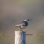 A级毛片在线播放 mcdjqlf