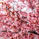 免费在线观看免费电影:畅享最新大片,无需付费轻松观影! 9xx6la