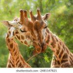 不灵不灵短剧在线观看:探索奇幻世界的幽默与惊喜 dz13euifv